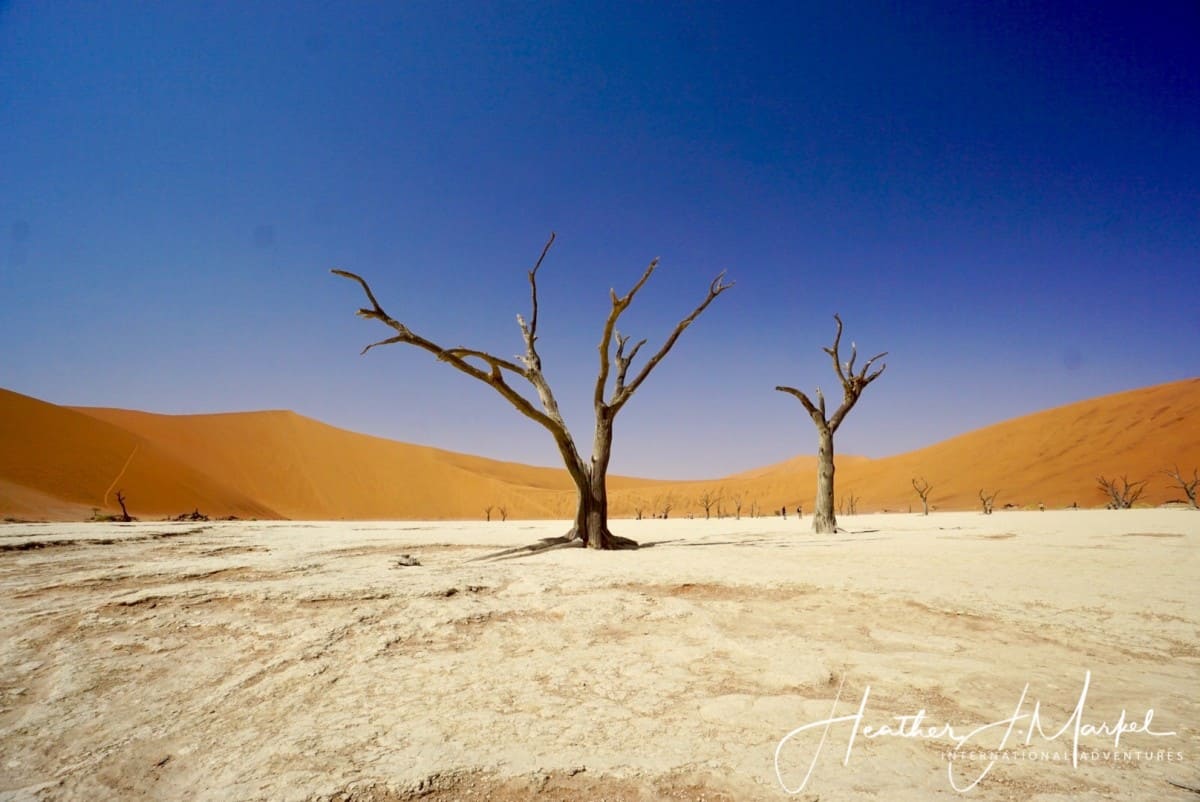 Heather Markel's photo of acacia trees in Africa